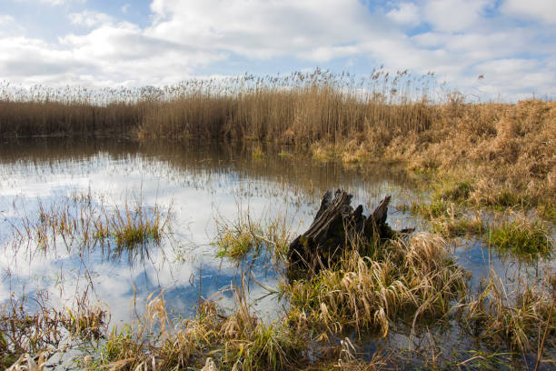 istock Old tree root lying in the water, white clouds on a sky 1216606299