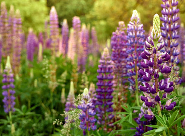 istock Purple lupin flowers meadow. 1216606438