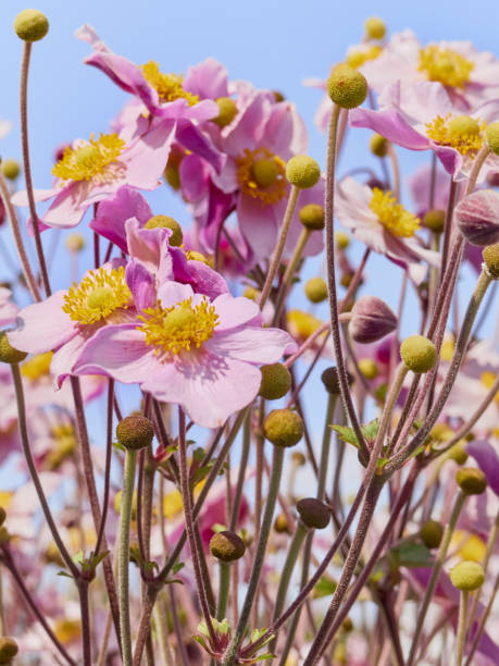 Pink japanese anemone flowers in bloom. Anemone flowers in the garden. japanese anemone windflower flower anemone flower stock pictures, royalty-free photos & images