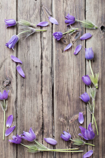 istock spring purple flowers on old wooden background 1216608073