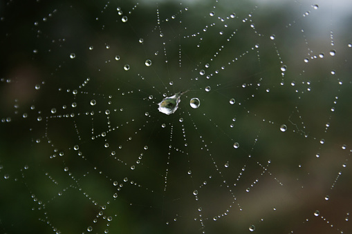 Close up of spider webs covered in dew.