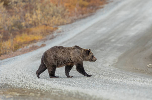 istock Grizzly Bear on Gravel Road in Denali 1216609048