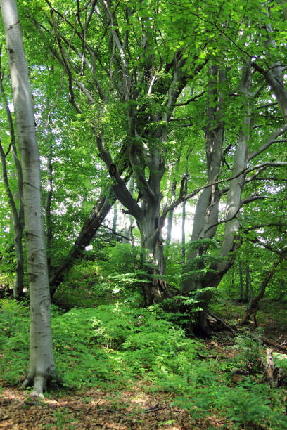 istock Forest and road in the mountains 1216609195