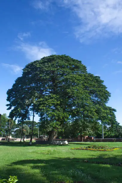 Banyan Tree In Khulna,Bangladesh."n