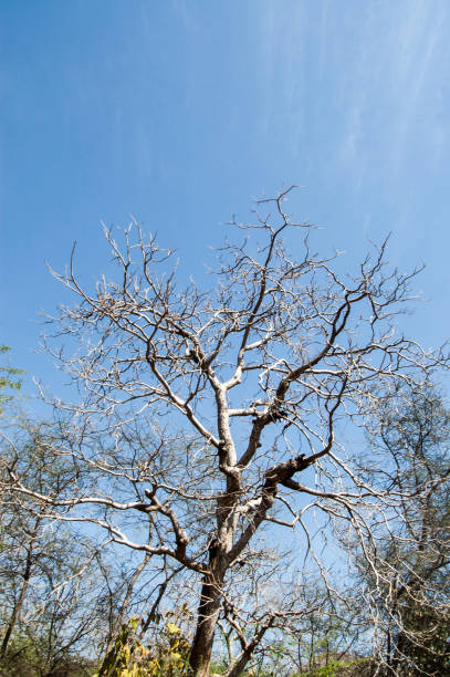 istock Branches, Jessore, Gujarat, India 1216609991