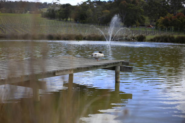 istock Hobart, Tasmania 1216611697