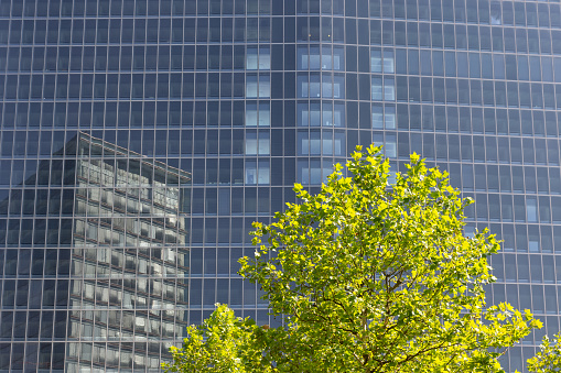 Modern office building with reflections of another building and a green tree in front