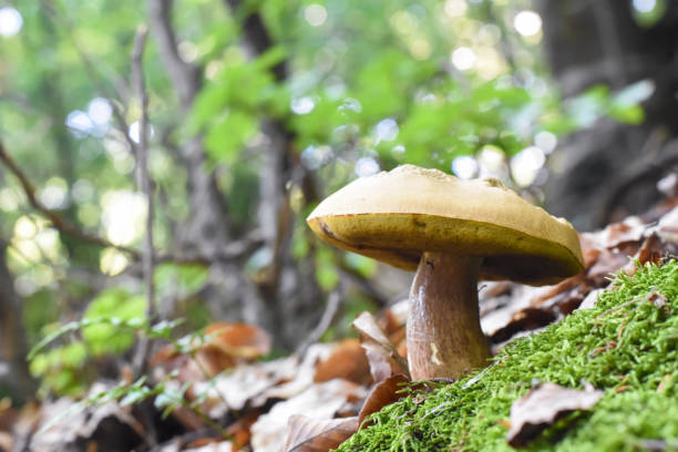 istock Penny Bun, Boletus edulis, mushroom in forest 1216612540