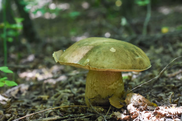 istock Penny Bun, Boletus edulis, mushroom in forest 1216613380