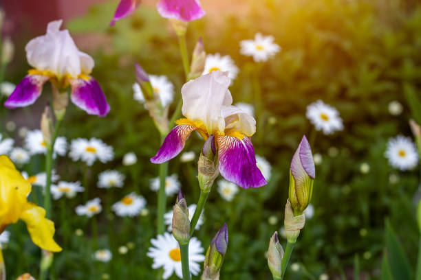 Bright purple, white, blue and violet blooming Iris xiphium (Bulbous iris, sibirica) on green leaves ang grass background in the garden in spring and summer
