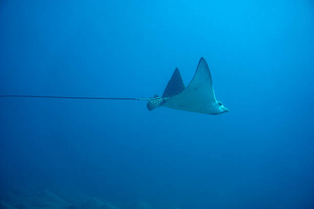 istock Spotted eagle ray (Aetobatus narinari) swimming in the sea. 1216613945