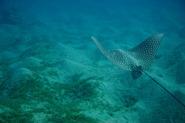 istock Spotted eagle ray (Aetobatus narinari) swimming in the sea. 1216613963