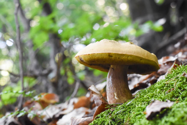 istock Penny Bun, Boletus edulis, mushroom in forest 1216614079