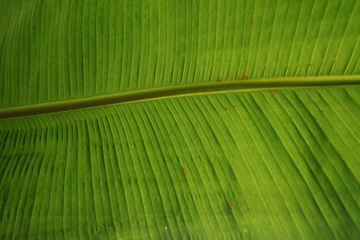 The detail picture of a Tropical Banana Leaf Vertical Bones Background Texture