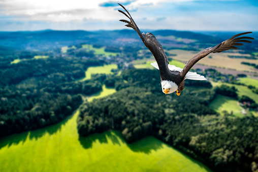 Eagle flies at high altitude with its wings spread out on a sunny day in the low mountain ranges.