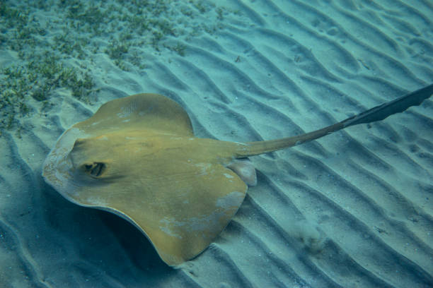 istock Cowtail stingray (Pastinachus sephen) swimming underwater in sea. 1216614623