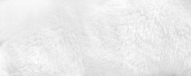 istock White fur background close up view. Banner 1216614897