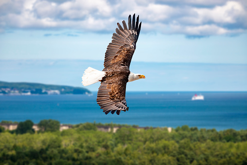 Eagle flies at high altitude with its wings spread out on a sunny day on the coast of the Baltic Sea.
