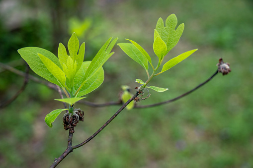 Close-up of young leaves of the sassafras tree emerging from branch tips over spent blooms. Some leaves display the tree's classic three-lobed mitten shape.