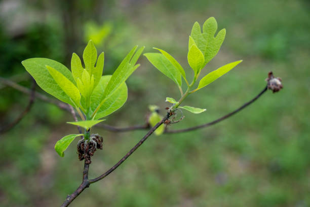 Young leaves of the sassafras tree emerge from branch tips. stock photo