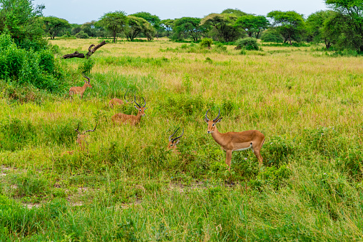 Herd of Impalas on grasslands of Serengeti National Park, African Antelope impala, Arusha, Tanzania