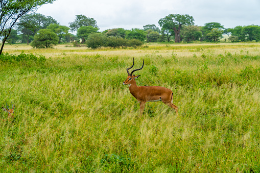 Herd of Impalas on grasslands of Serengeti National Park, African Antelope impala, Arusha, Tanzania