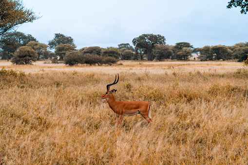 Herd of Impalas on grasslands of Serengeti National Park, African Antelope impala, Arusha, Tanzania