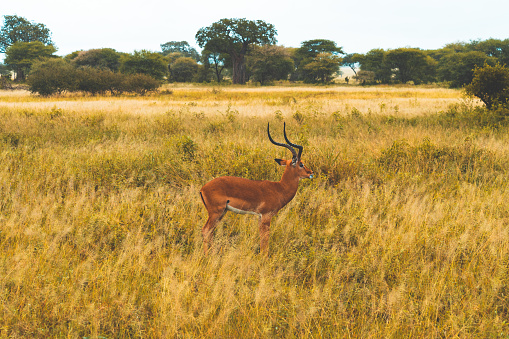 Herd of Impalas on grasslands of Serengeti National Park, African Antelope impala, Arusha, Tanzania