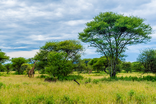 Wild giraffes in african savannah. Tanzania. National park Serengeti.
