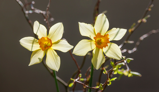 Flower arrangement with daffodils against dark background