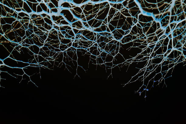 istock 3d rendering x ray various bacteria cells and virus isolated on black 1216618466