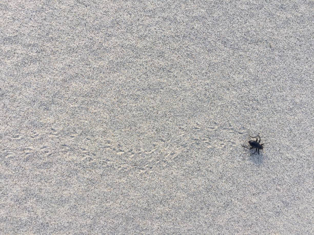 A beetle walks across sand leaving tracks. stock photo
