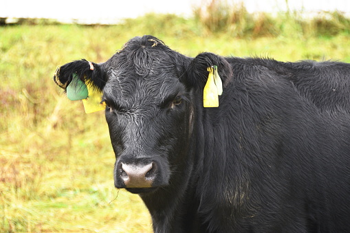 Close-up of black Angus bull or cow.