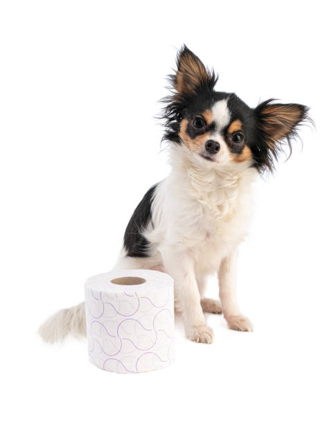 istock Chihuahua with a toilet papier 1216623258