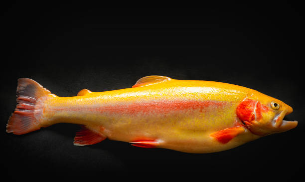 Fresh golden trout portrait, close up stock photo