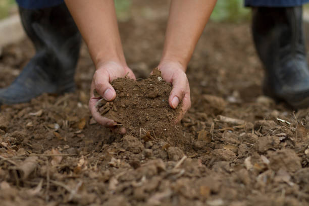 istock Expert hand checking soil health 1216623575