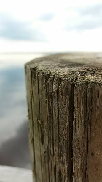 istock Close up of an old log 1216623824