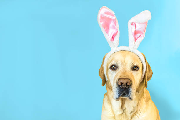istock adorable labrador retriever with bunny ears on blue background 1216624250