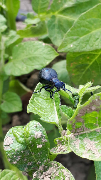 istock Meloe violaceus Large black and blue hue beetle Meloe violaceus 1216625853