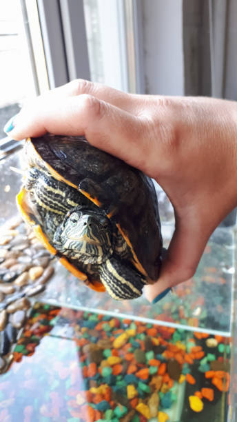istock River turtle in hands of a man. Caught a turtle. 1216625877