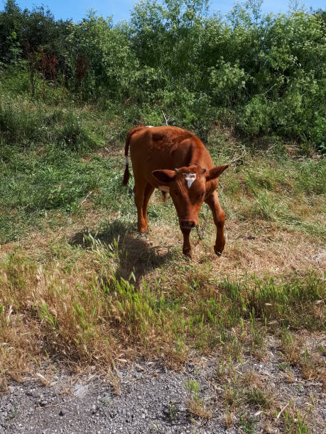 istock calf grazes on the grass. cow cub. 1216625927