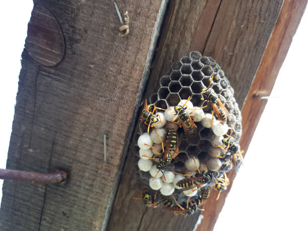Wasps are polys, nest wasps on board under the roof.