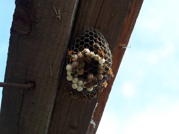 istock Wasps are polys, nest wasps on board under the roof. 1216625929