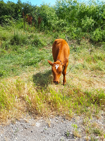 The calf grazes on the grass. cow cub.