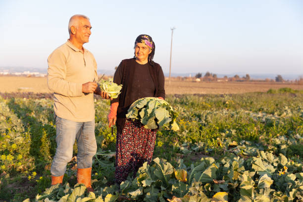 Farmers partner working in the field Farmers partner working in the field, Cinar village, Kadirli, in Osmaniye. the farmer and his wife pictures stock pictures, royalty-free photos & images