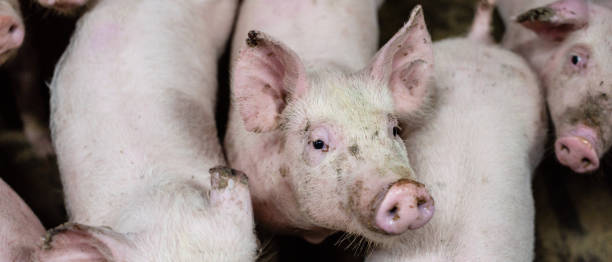 istock Group of pigs in a farm 1216628522