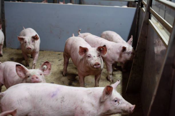 istock Group of pigs in a farm 1216628678