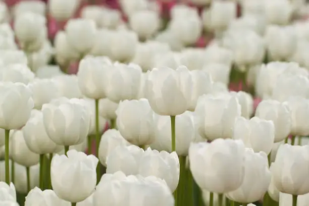 semi-closed white tulips densely growing in a spring field or in a park