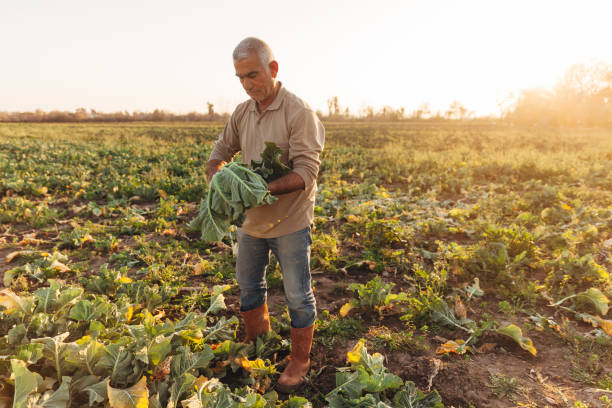 Farmer men working in field stock photo