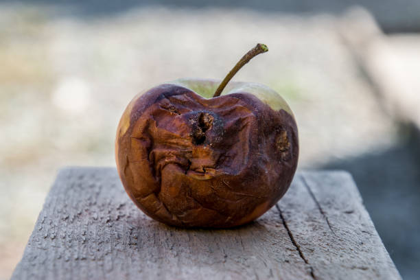 zgniłe jabłko. pokonaj jabłka. zepsute - rotting apple fruit rudeness zdjęcia i obrazy z banku zdjęć
